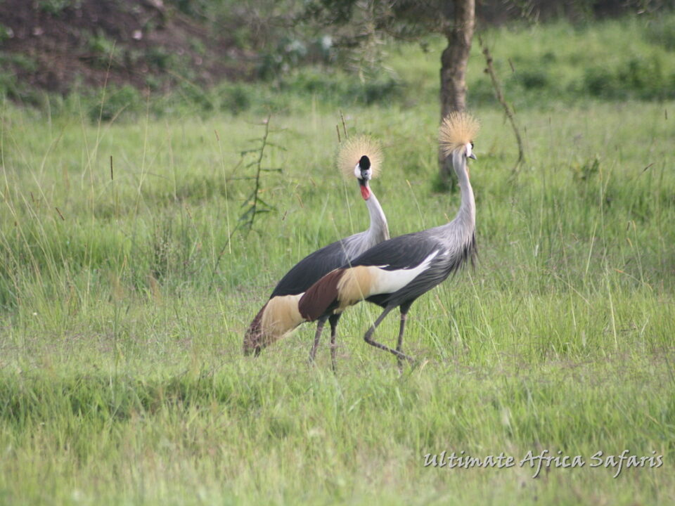 Birding Safaris in Uganda