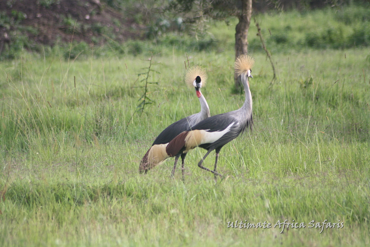 Birding Safaris in Uganda