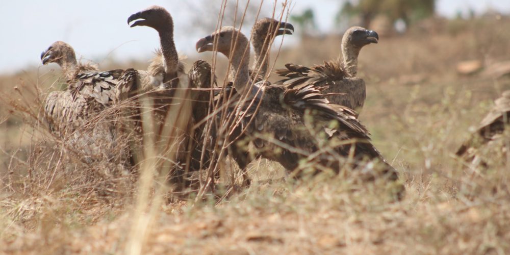 Tanzania safari