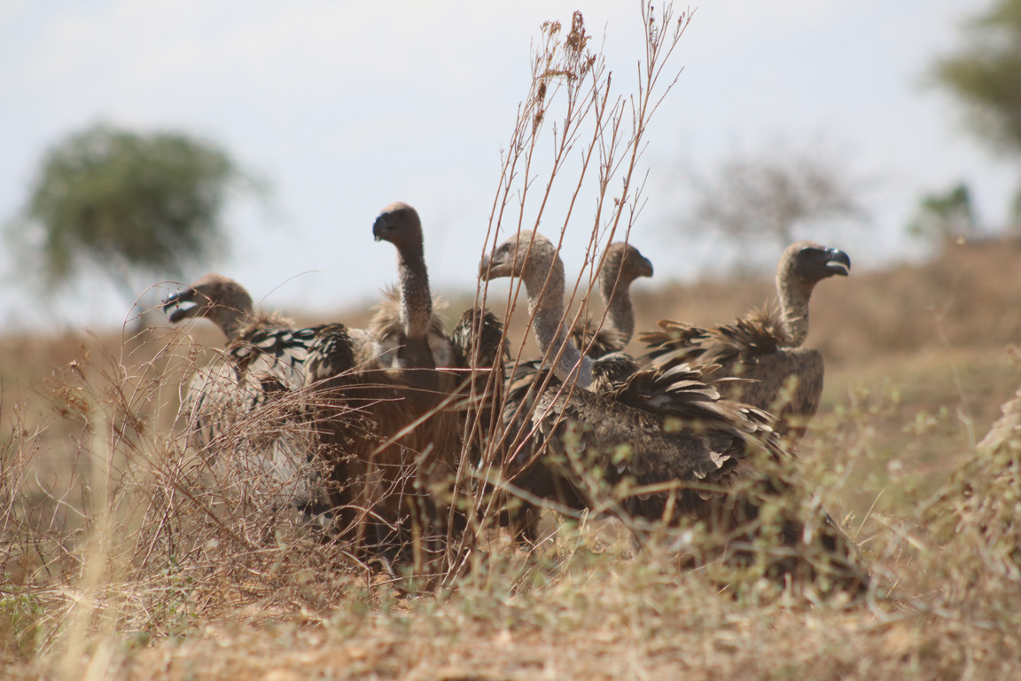 Katonga Wildlife Reserve