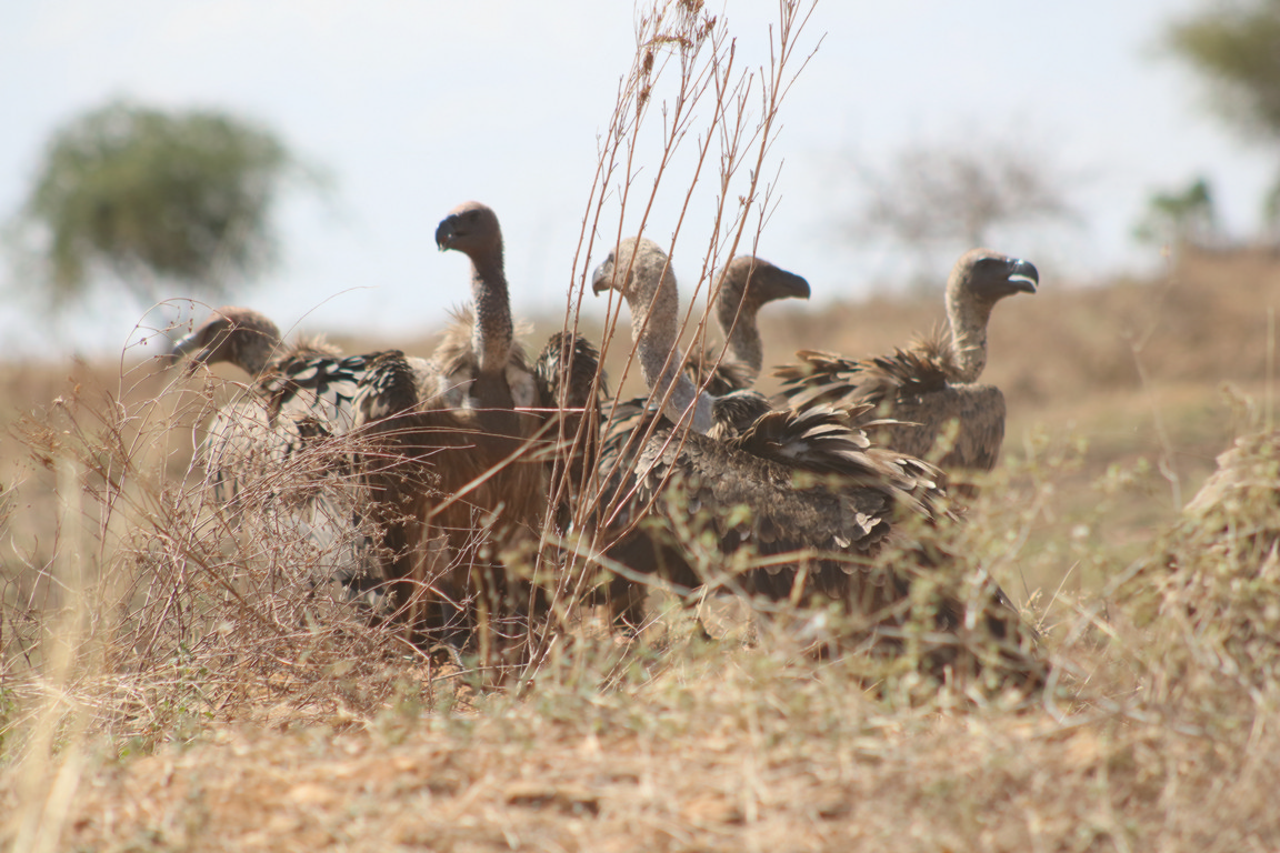 Uganda safaris