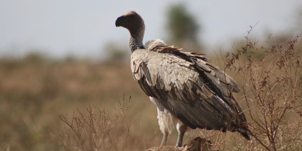 Bird Watching Tours in AfricaSafaris