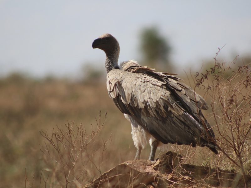 Bird Watching Tours in AfricaSafaris