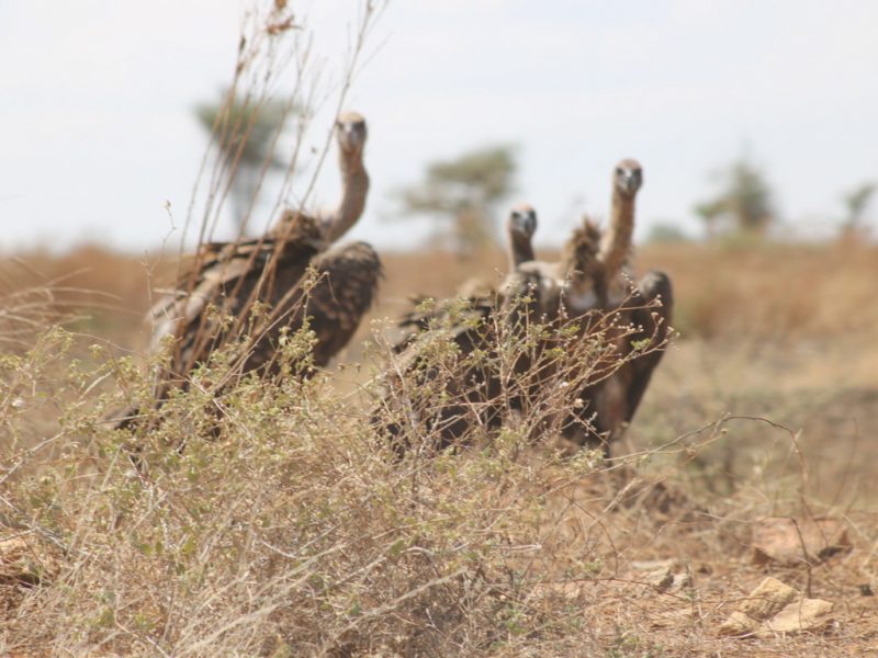 Rwanda Safaris
