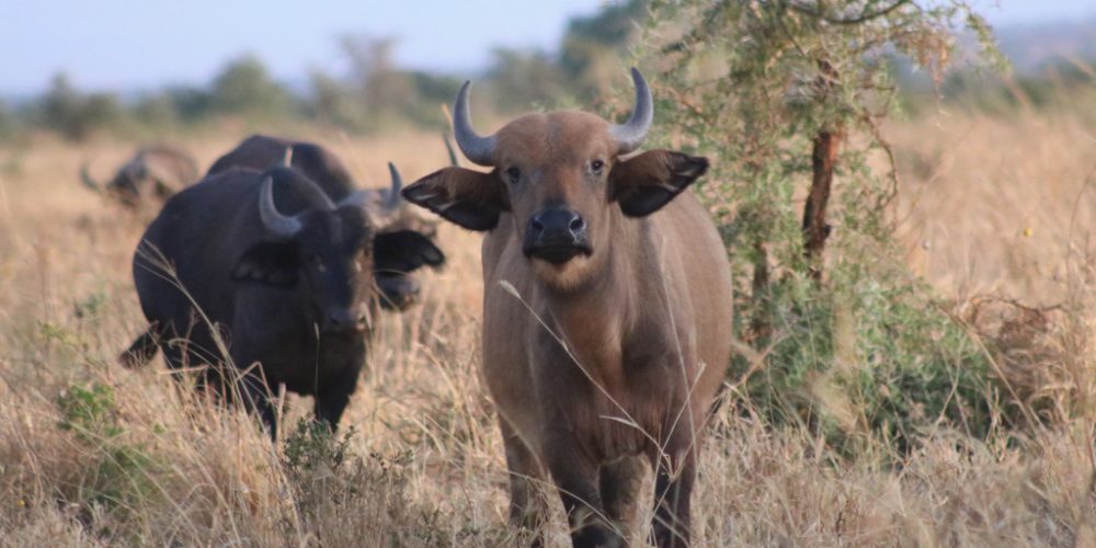 Uganda Wildlife Safaris
