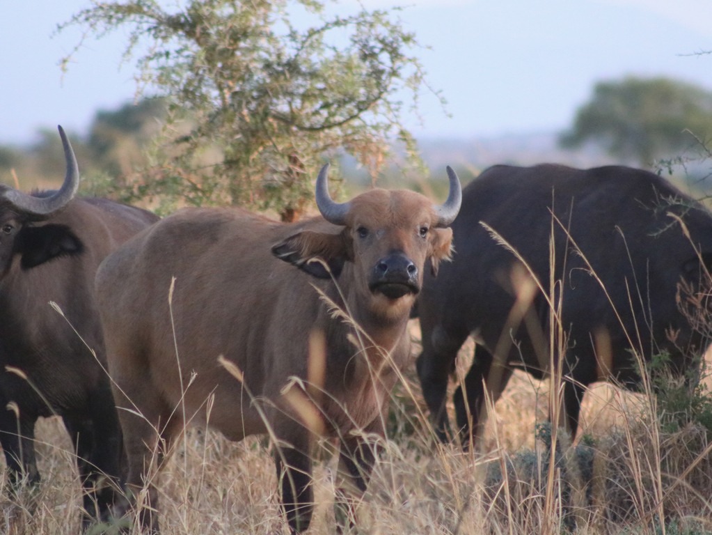 Wildlife Safari in Uganda