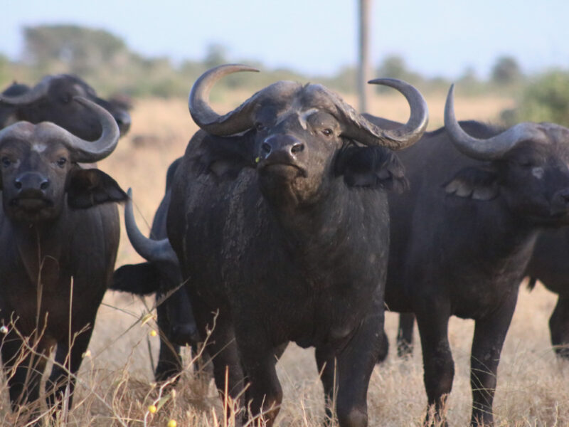 Uganda safaris