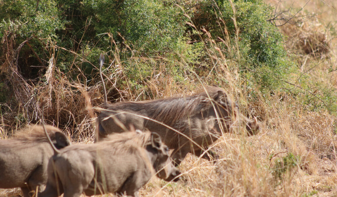 Uganda wildlife Tours