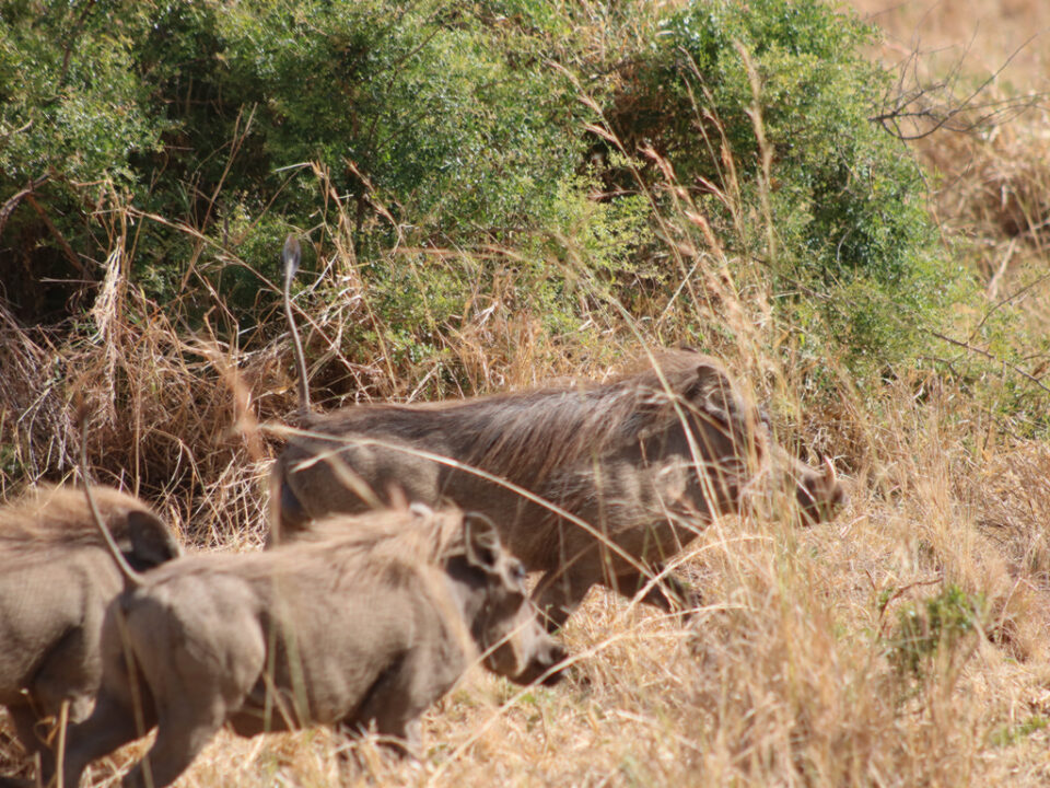Uganda wildlife Tours