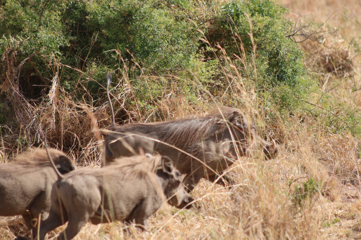 Uganda wildlife Tours