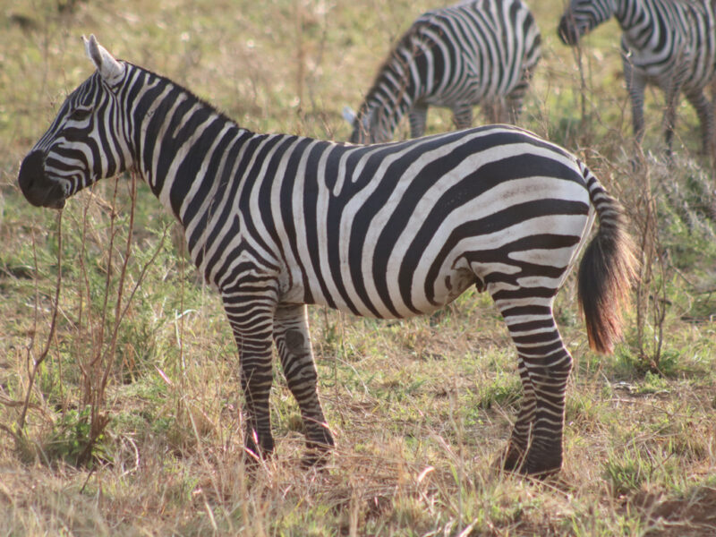 Short Uganda Wildlife Safaris