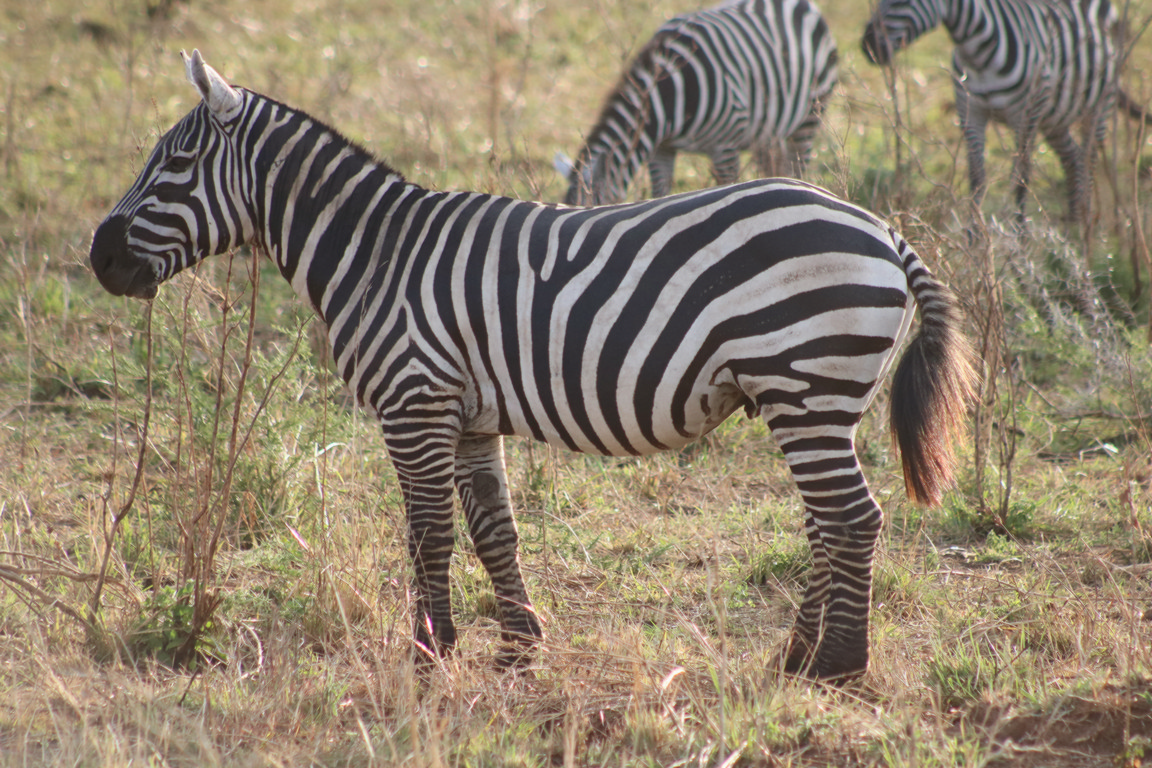 Uganda Safari Holiday