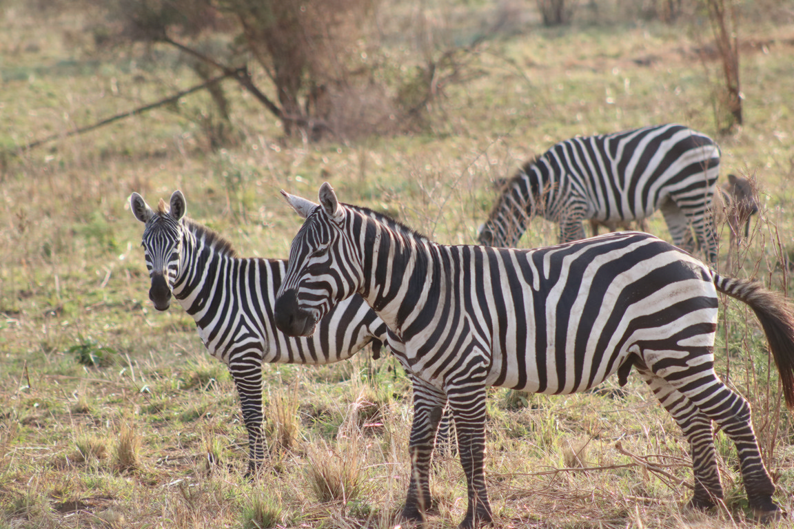 Pian Upe Wildlife Reserve