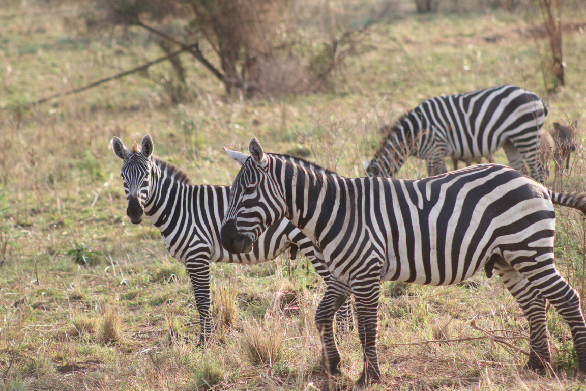 Akagera National Park