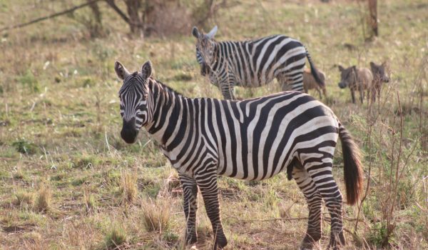 Lake Mburo National Park