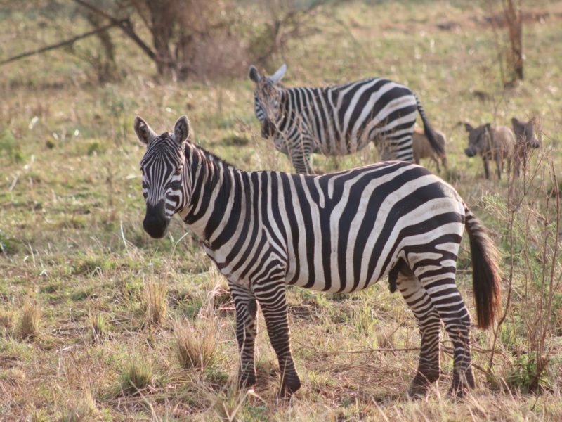 Lake Mburo National Park