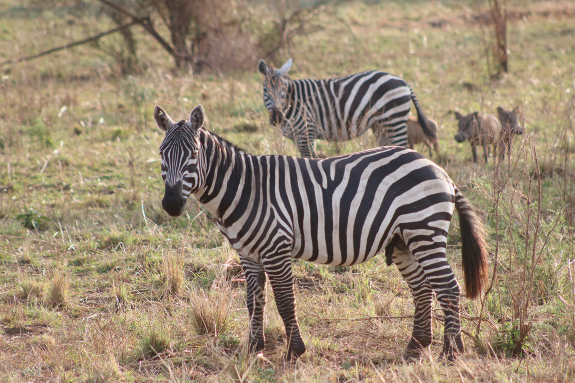 Lake Mburo National Park