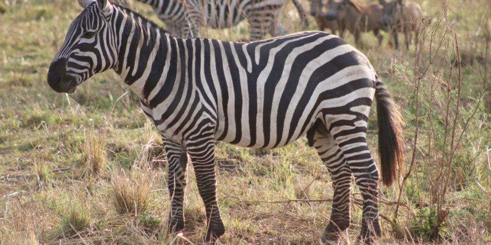 Best Uganda Wildlife Safaris