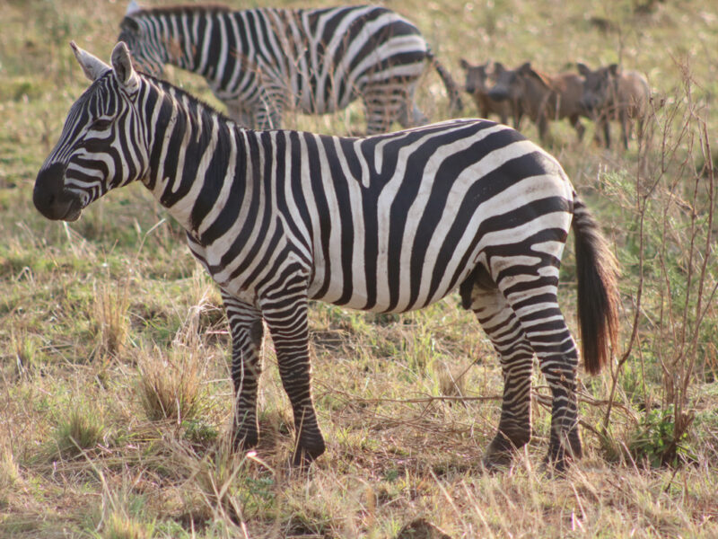 Best Uganda Wildlife Safaris