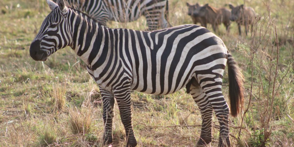 Cheap Wildlife Safari Rwanda Adventures