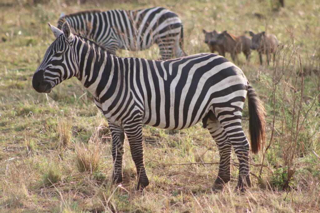 Cheap Wildlife Safari Rwanda Adventures