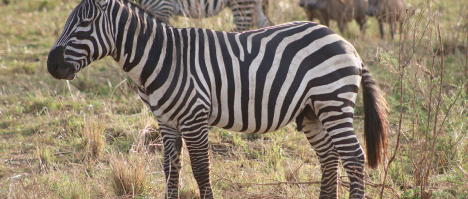 14-Day All-Inclusive Rwanda Wildlife Safari