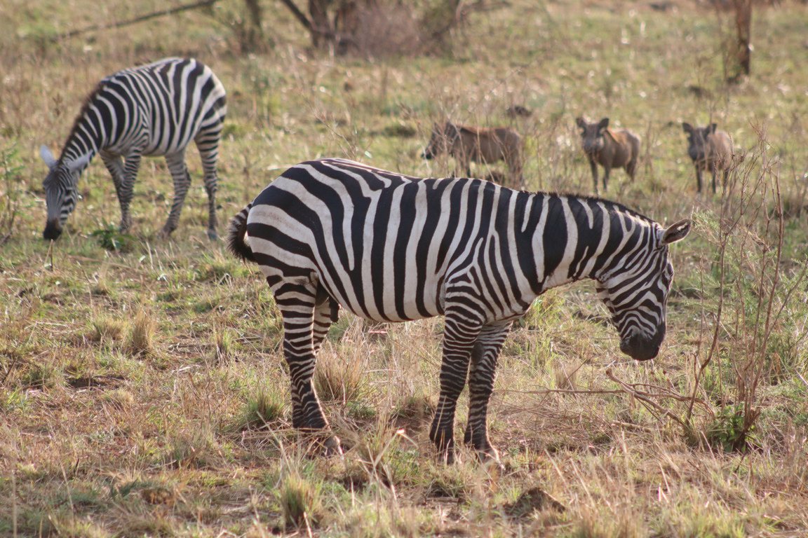 Short Uganda Wildlife Safari