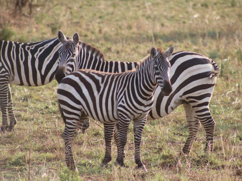 Best Uganda Safaris