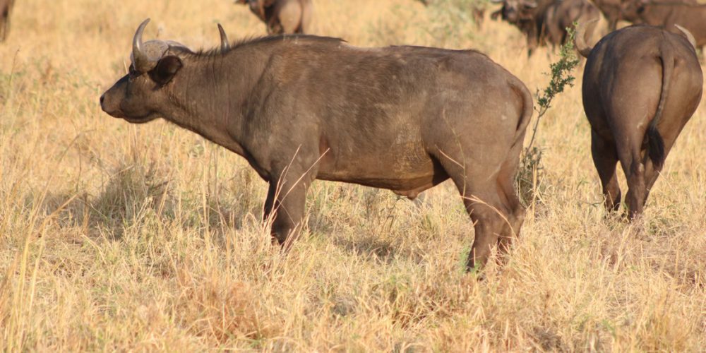 Uganda Safaris