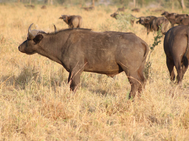 Uganda Safaris