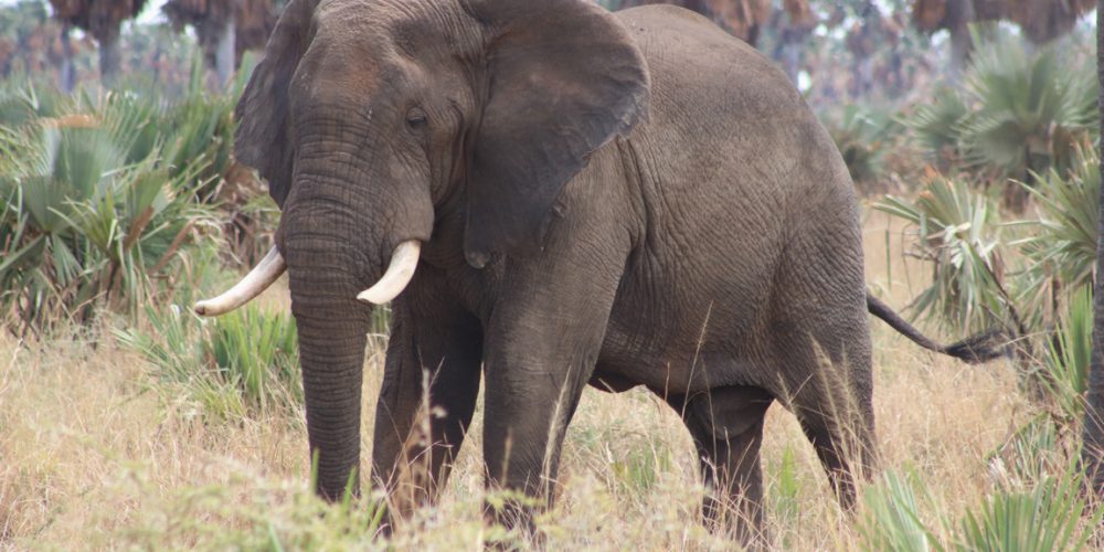Uganda Wildlife tours