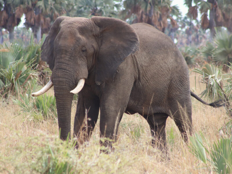 Uganda Wildlife tours