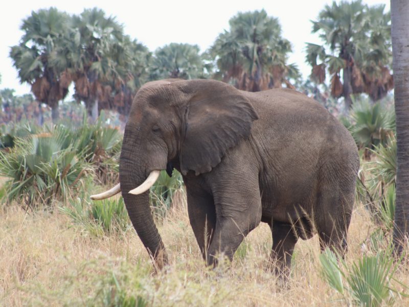 Murchison Falls National Park