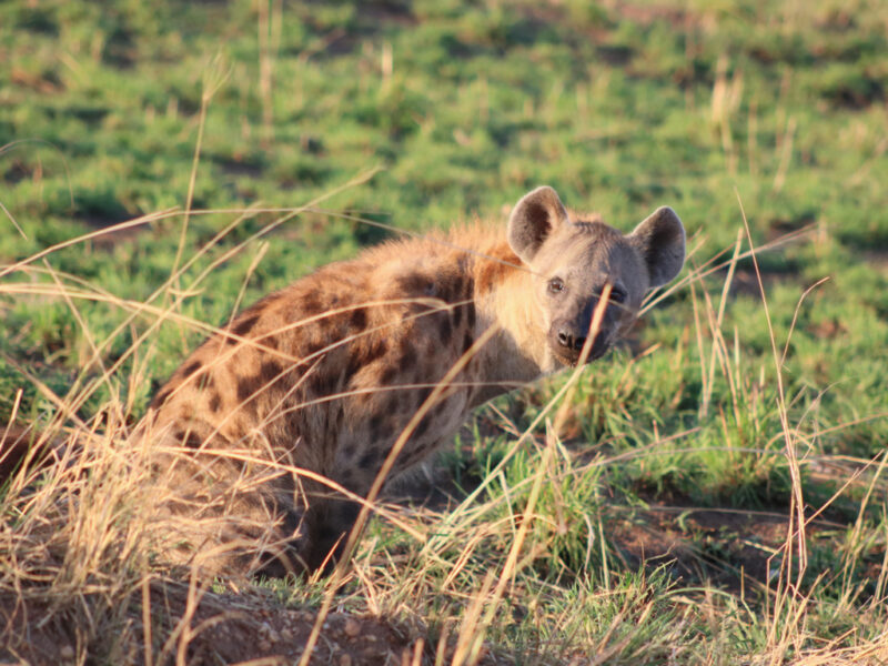 Luxury Uganda Tour