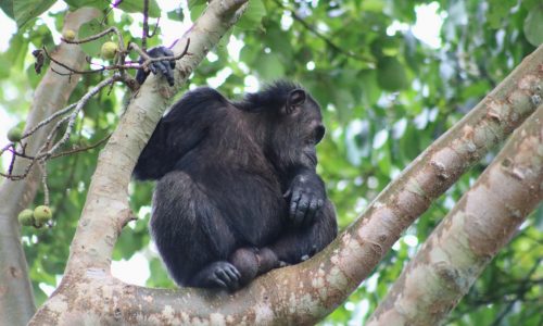 Chimp tours in Africa