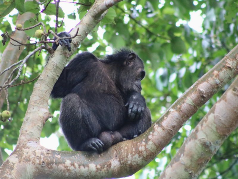 Rwanda Safaris
