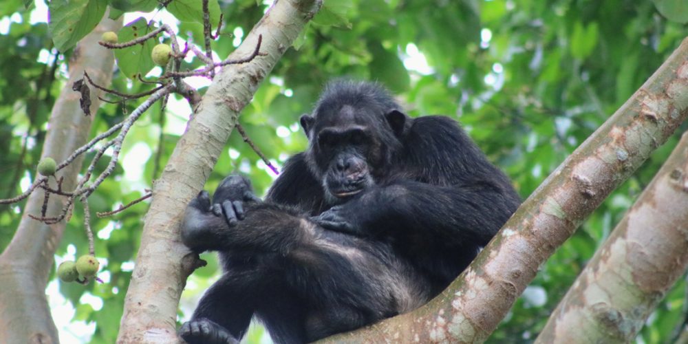 Chimpanzee Trekking Safari in Uganda