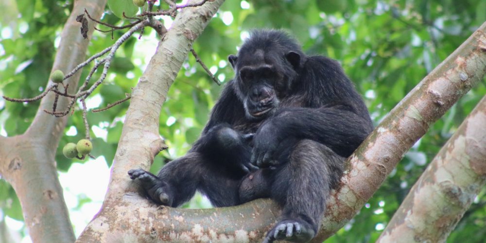 Primates Tours Uganda