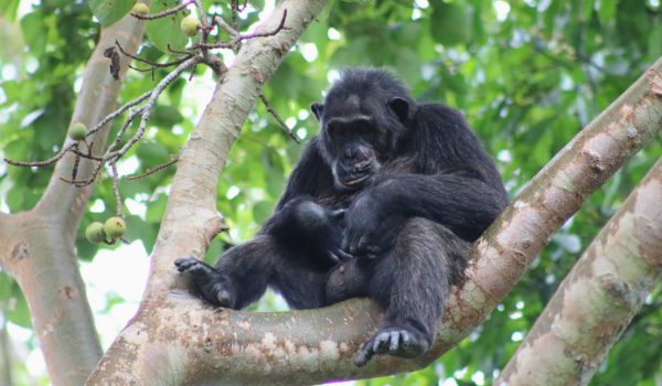 Primates Tours Uganda