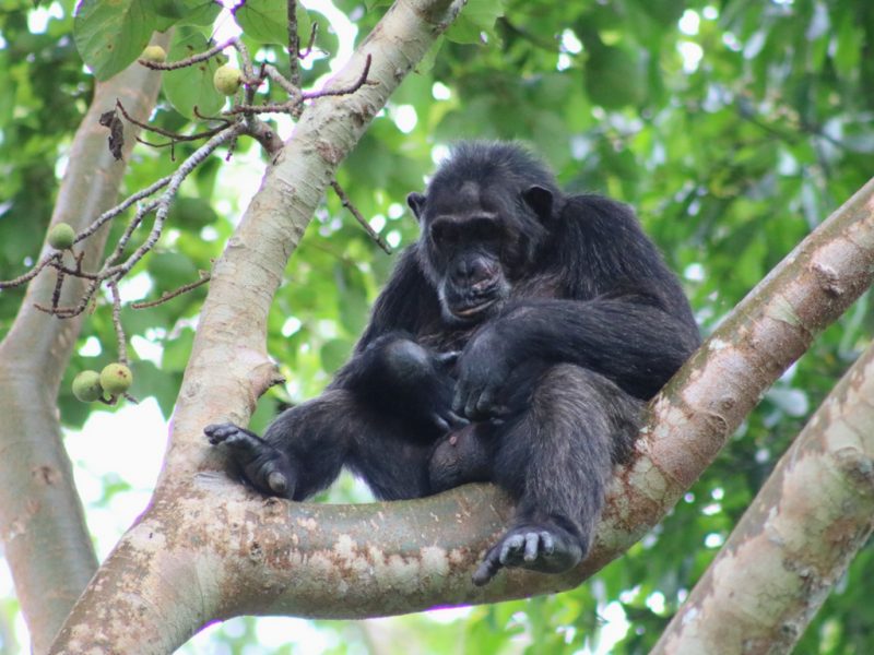 Primates Tours Uganda