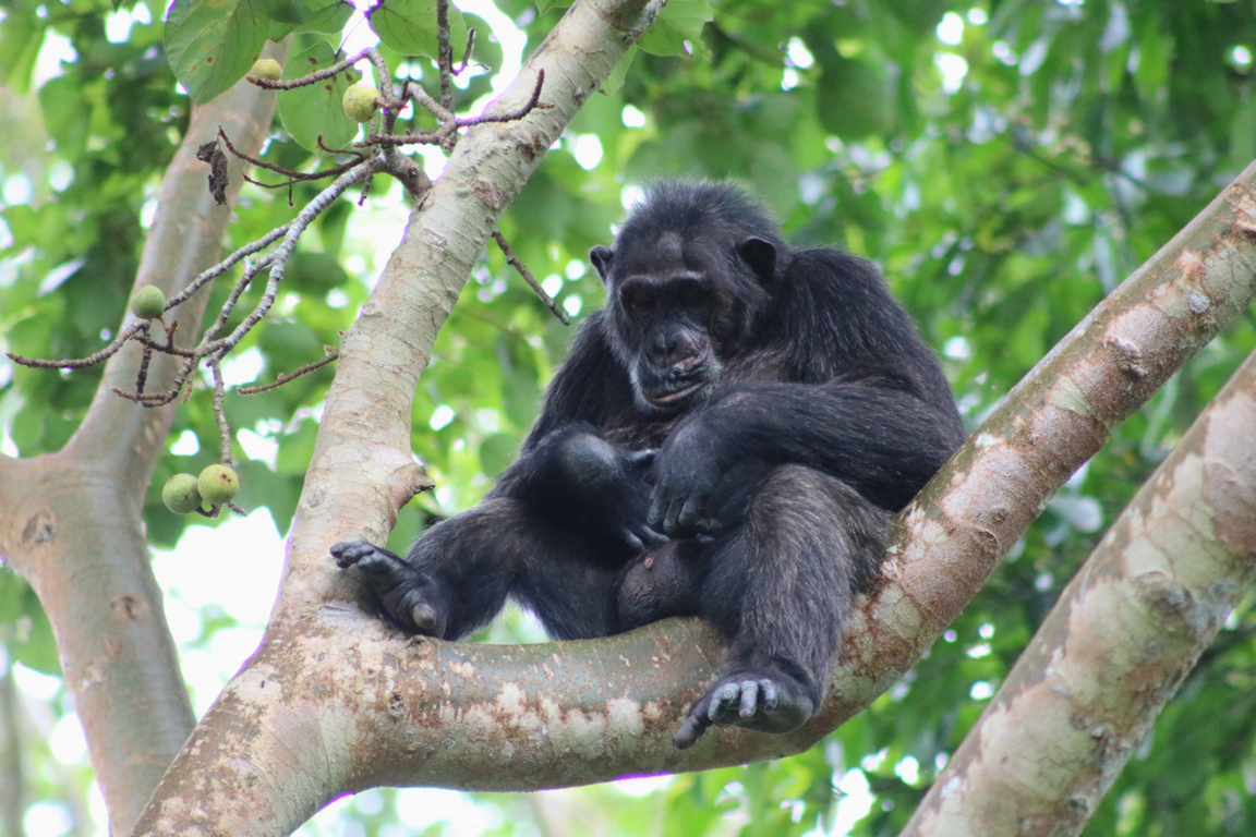 Chimpanzee Tracking in Uganda