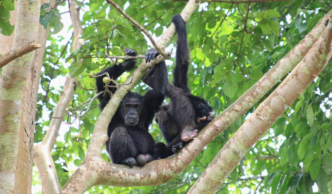 Kibale Forest National Park