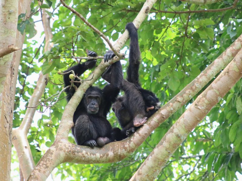 Kibale Forest National Park