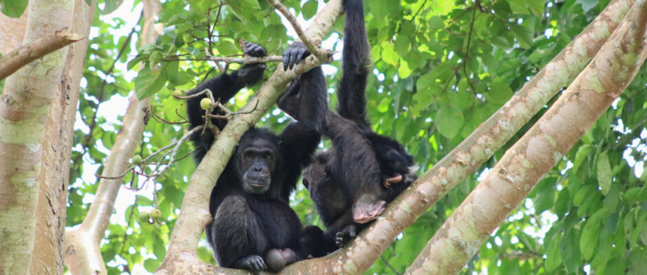 Kibale Forest National Park