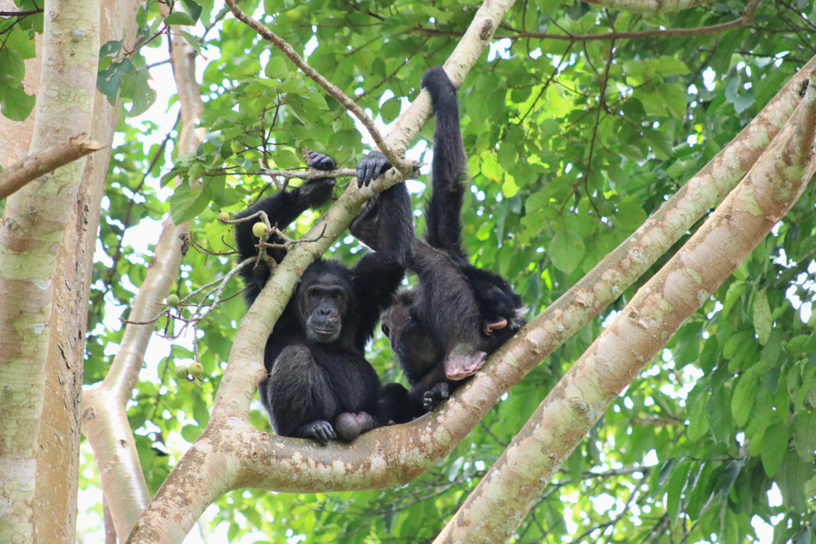 Chimpanzee Tracking in Uganda