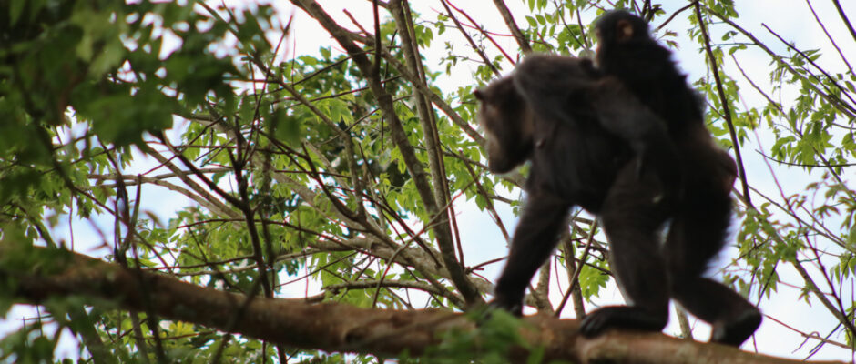 Mahale Mountain National Park