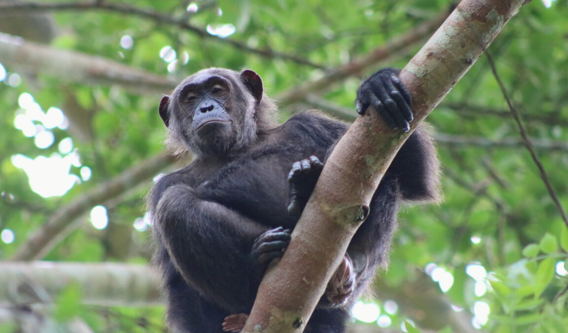 Kibale Forest National Park