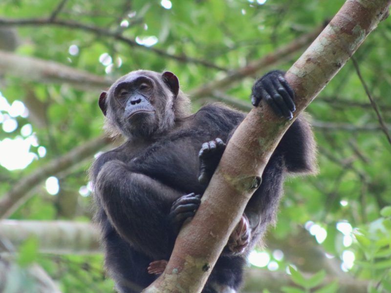 Kibale Forest National Park