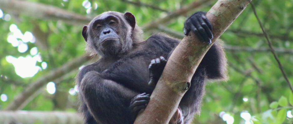 Kibale Forest National Park