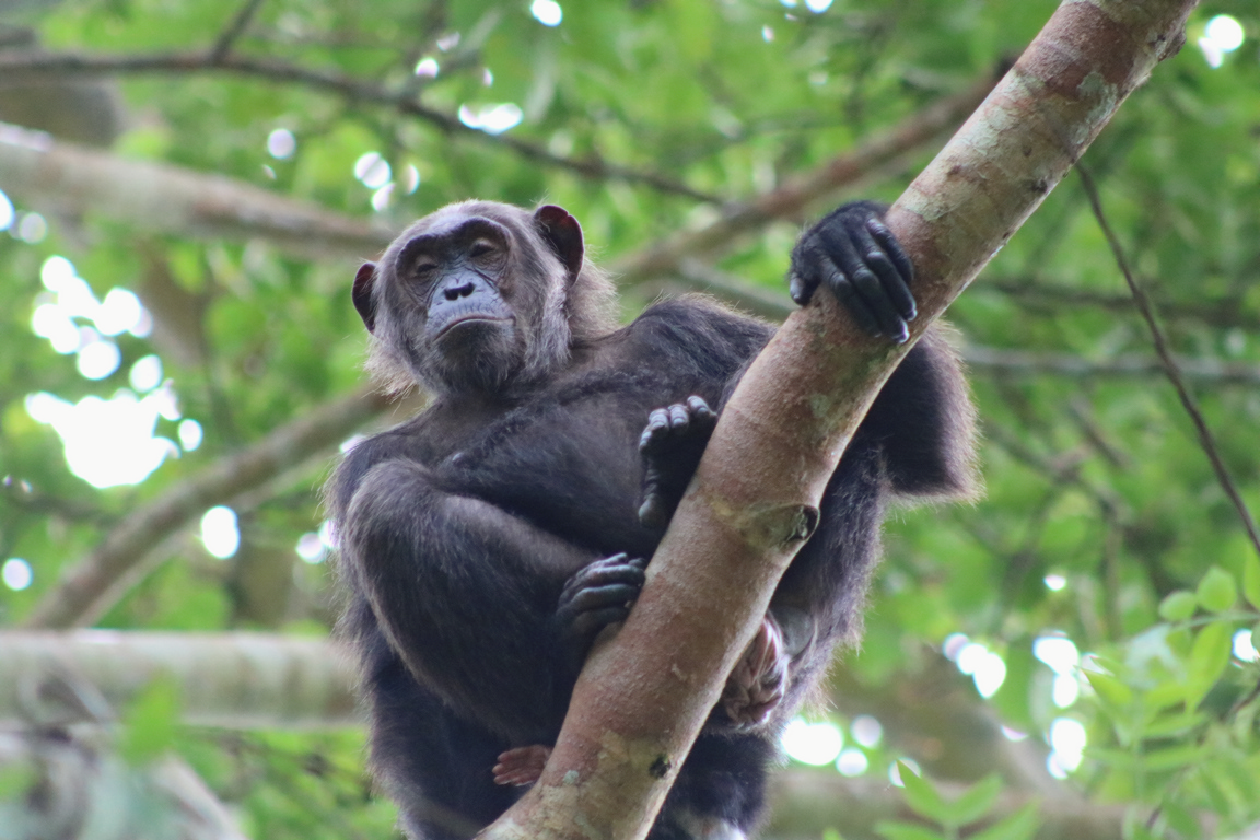 Kibale Forest National Park